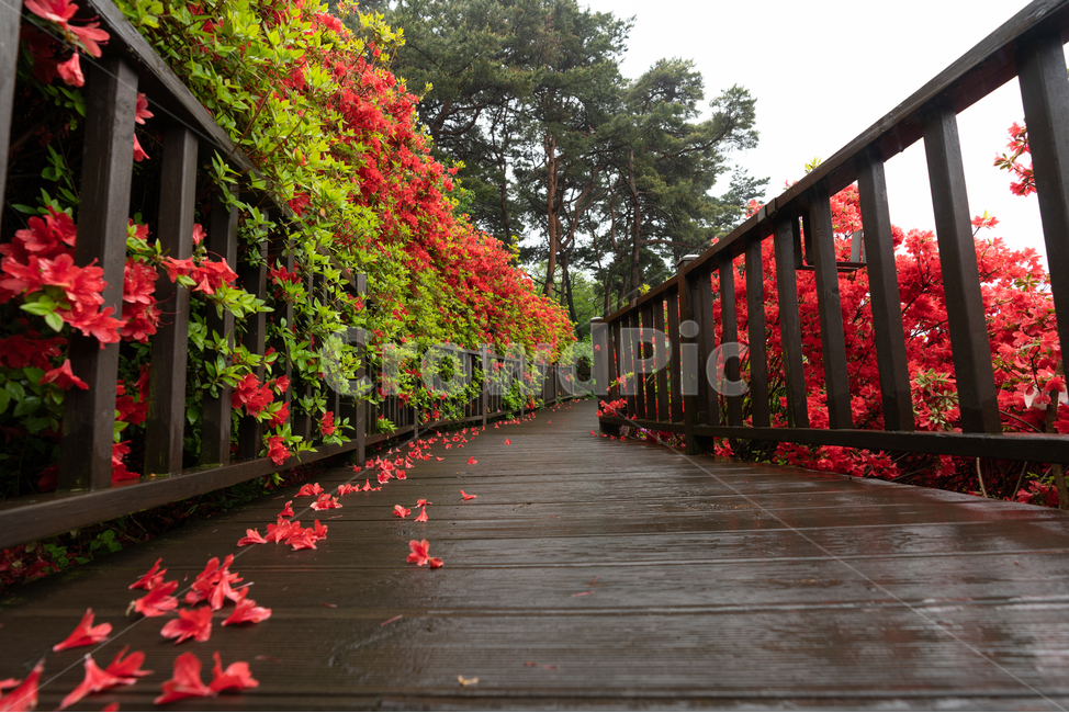 꽃길,철쭉,rain,풀,flower,산책로,봄,계절,spring,season,식물,자연,plants,nature,꽃,flower,plant