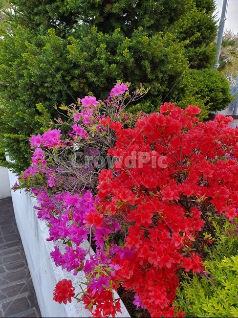 꽃,식물,flower,감성,따뜻함,계절,자연