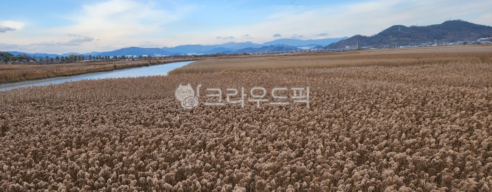 갈대,갈대밭,갈대숲,갈대풍경,갈대밭풍경