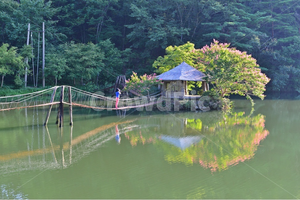 human,인간,person,사람,water,물,nature,자연,outdoors,옥외,순천,일일레져타운,배롱나무,배롱나무꽃,반영,저수지,자연,풍경,nature,landscape