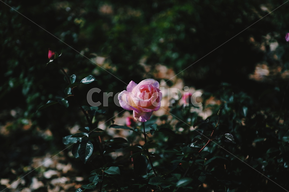 장미,꽃,식물,rose,flower,식물,자연,plants,nature,꽃,flower