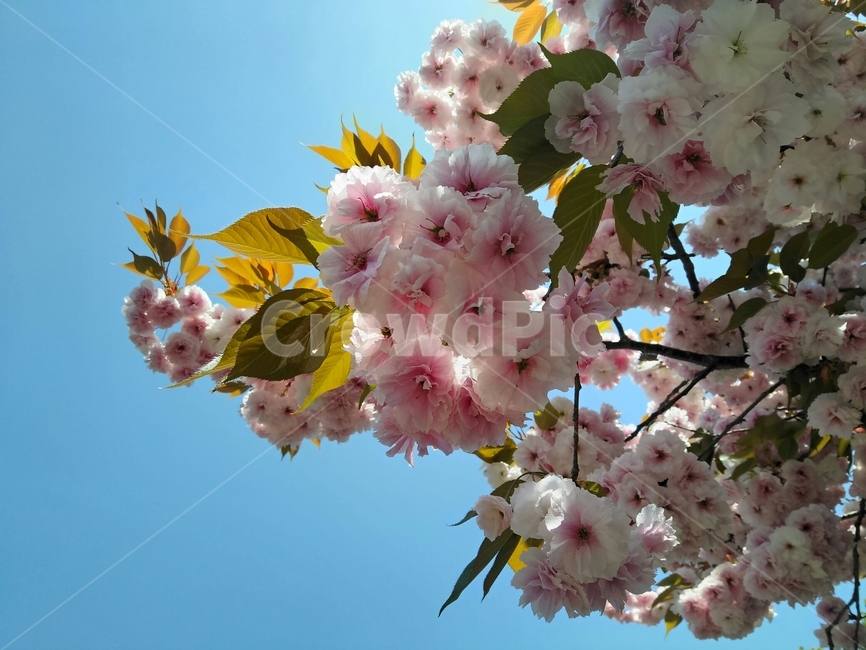 벚꽃,오사카,일본,봄,꽃,3월,4월,봄,계절,spring,season,plant,식물,flower,blossom