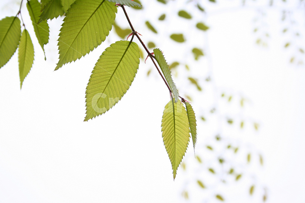 잎,나뭇잎,숲,나무,잎새,식물,자연,plants,nature