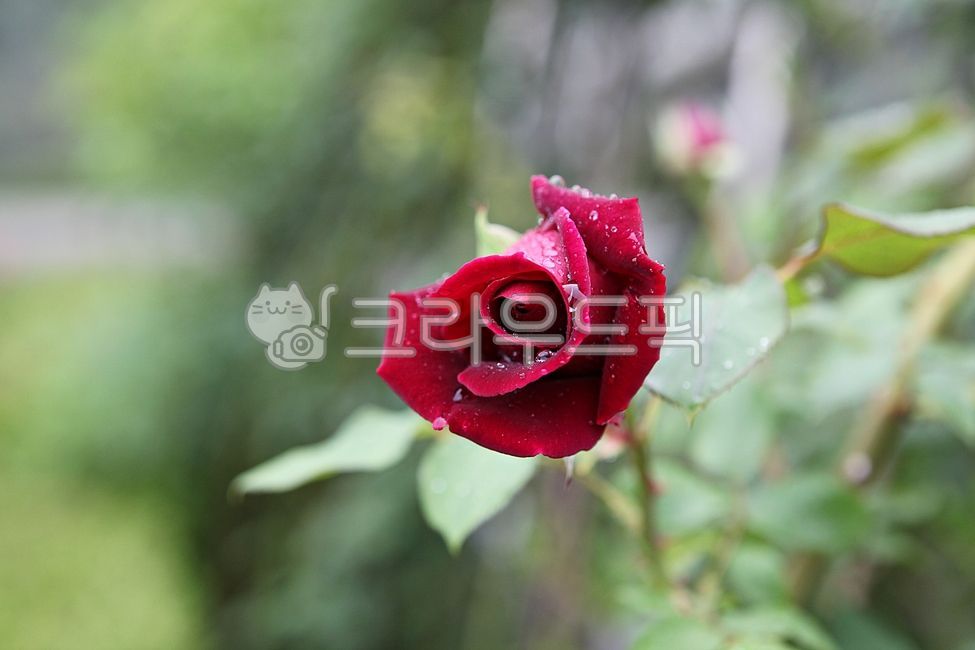 잔미,장미꽃,꽃,봄꽃,꽃잎,잎,봄,식물,자연,공원,개화