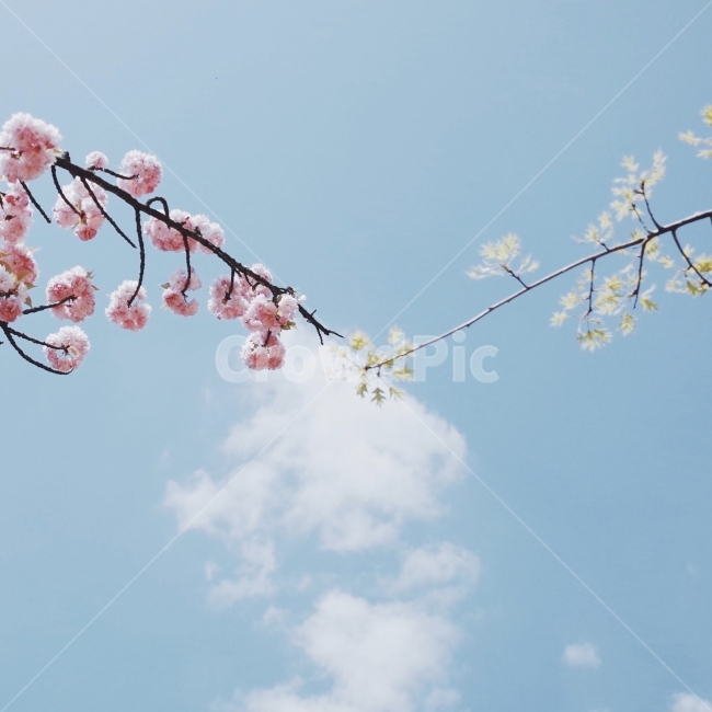 봄,벚꽃,하늘,감성사진,겹벚꽃,구름,자연,spring,nature,season,sky,풍경,봄,계절,spring,season,식물,자연,plants,nature,꽃,flower,plant,blossom