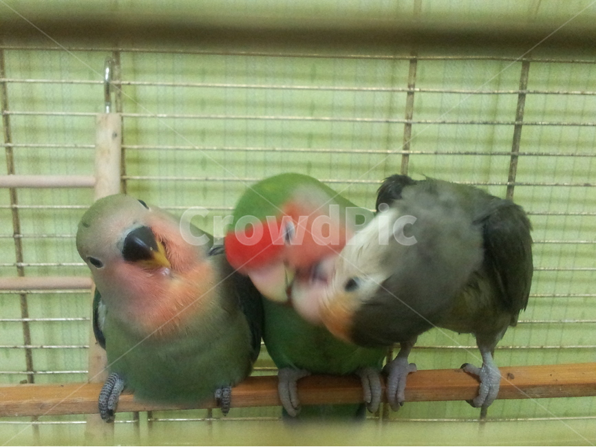 새,앵무새,조류,애완새,노란앵무,동물,animal,조류,새,birds