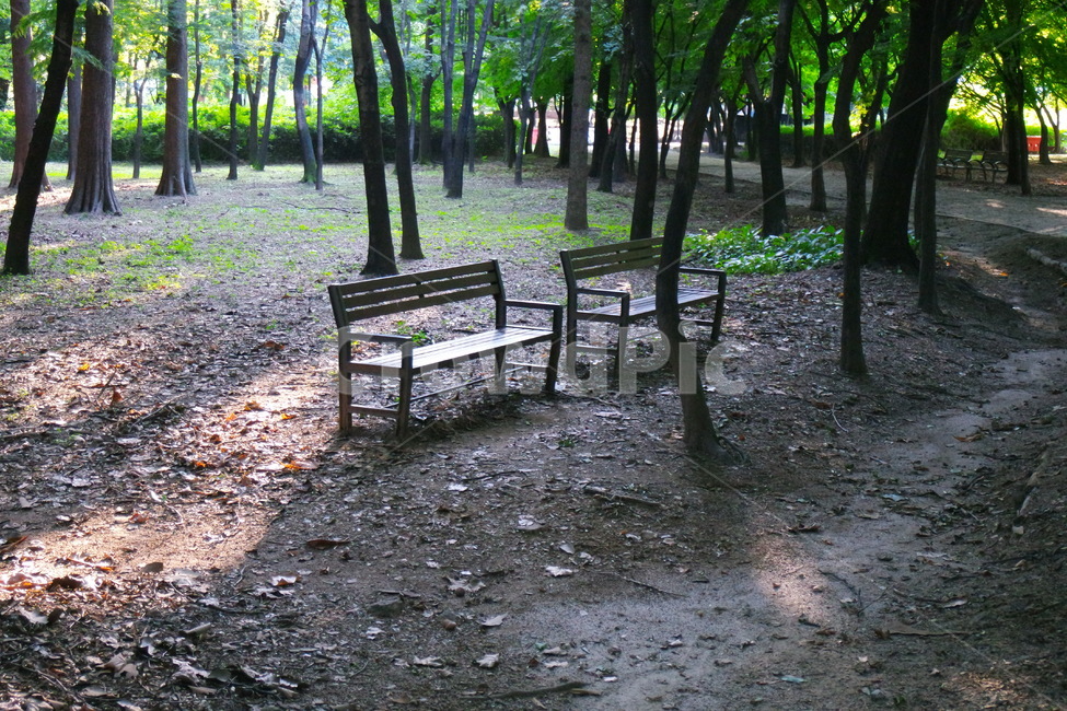 벤치,공원,나무,고독,공포,bench