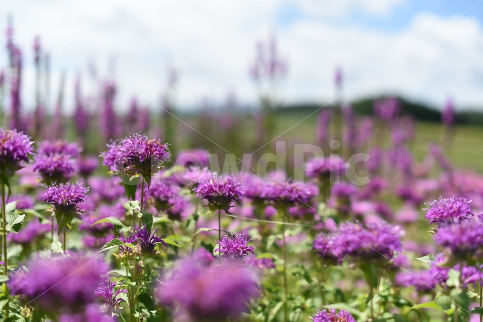 일본,북해도,홋카이도,비에이,여름,여행,구릉지,언덕,하늘,꽃,식물,자연,plants,nature,꽃,flower