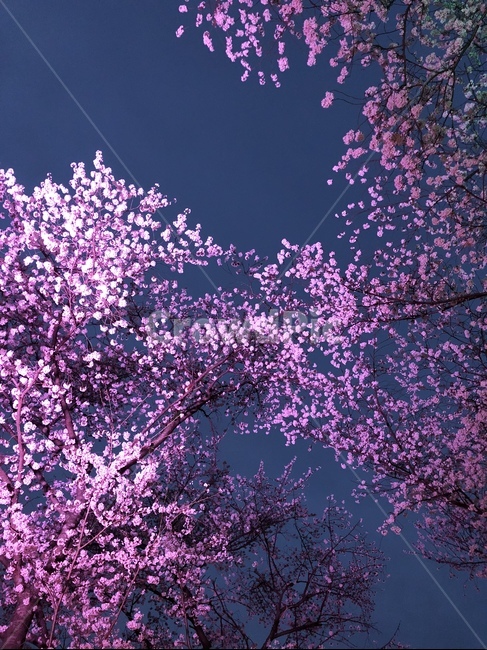 벚꽃,꽃,식물,하늘,자연,flower,blossom,plant,나무