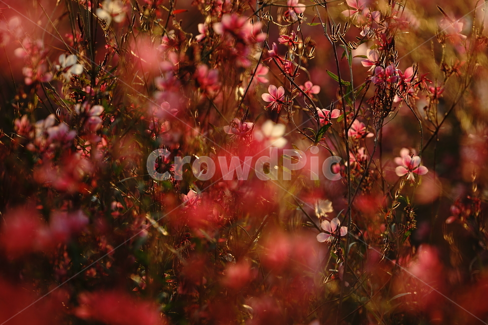 leaf,잎,plant,식물,가우라,꽃,flower