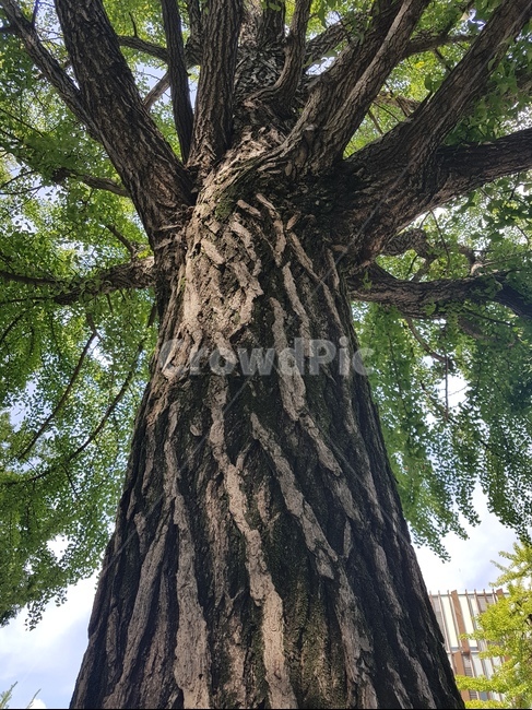 나무,tree,큰나무,성장,푸르름,자연
