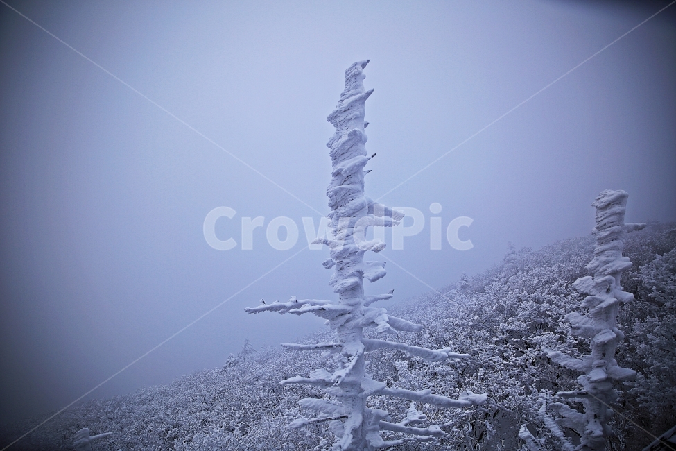 덕유산,겨울풍경,눈,상고대,설천봉,겨울,계절,winter,season,식물,자연,plants,nature,나무,trees,wood