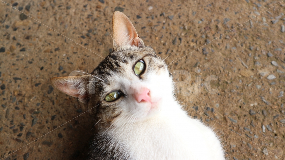 고양이,잘생김,정면,응시,눈동자,동물,animal,포유류,mammal,고양이,cat,kitten,kitty