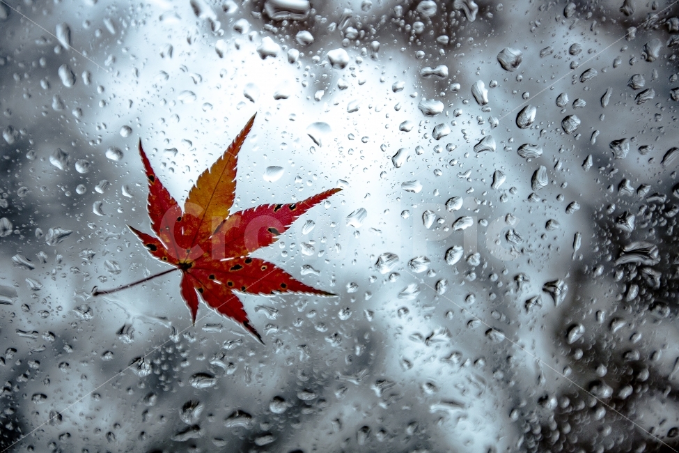 Red,Maple leaf,Hallasan Dullegil,autumn rain,sash,Rainy Day,jeju island,autumn,Emotion