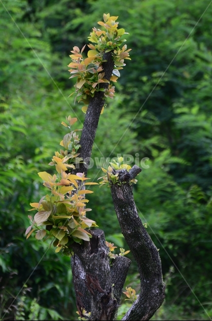 감나무,자른감나무,새잎,생명,감나무생명,식물,자연,plants,nature,나무,trees,wood