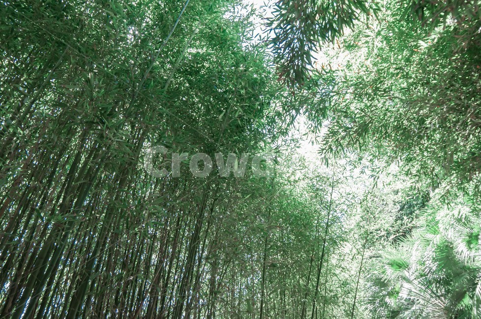 plant,식물,대무나숲,대나무,하늘,자연,자연,풍경,nature,landscape