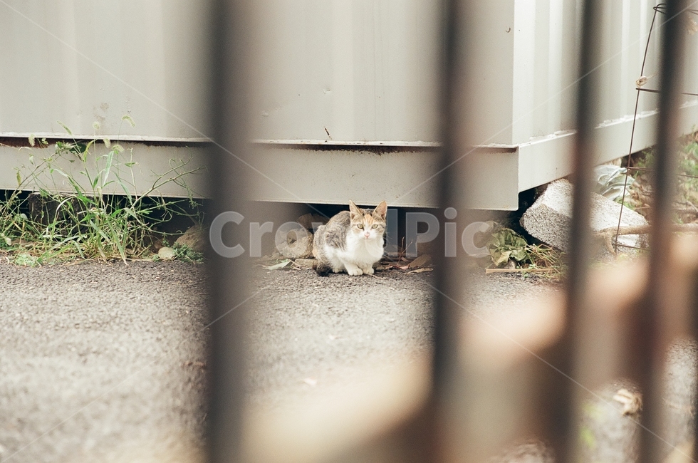귀여움,야옹,반려동물,cats,mammals,animals,cute,meow,pets,mammal,포유류,cat,고양이,pet,abyssinian,동물,animal,아비시니안,manx,동물,animal,포유류,mammal,고양이,cat,kitten,kitty