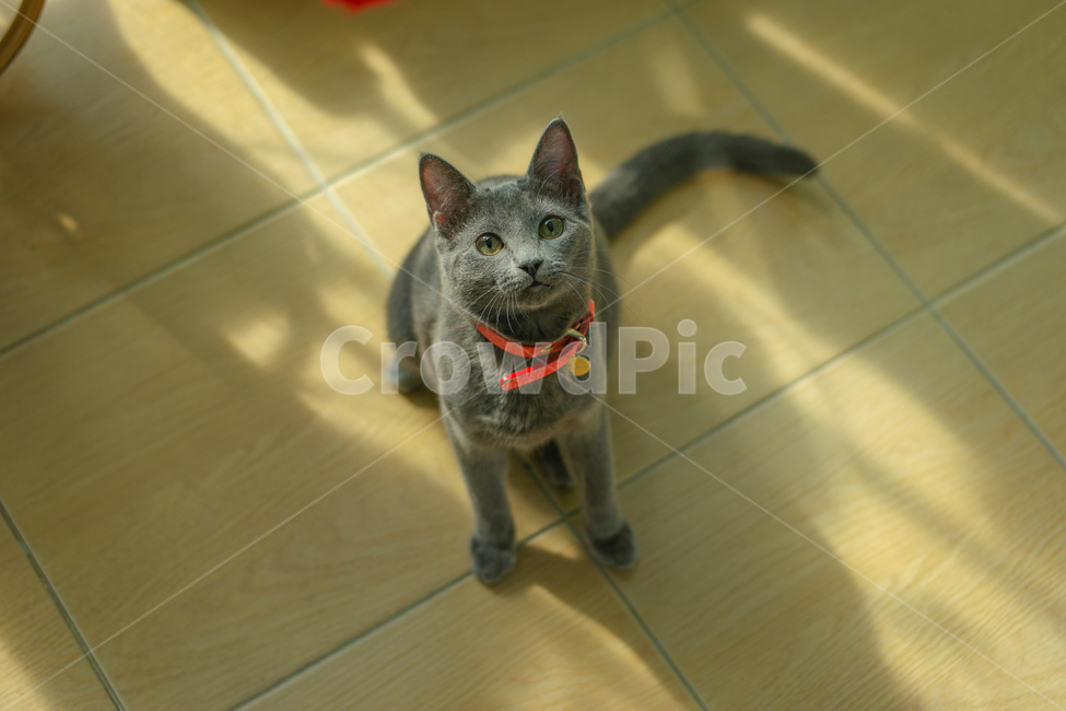 동물,고양이,러시안블루,cat,russianblue,동물,animal,포유류,mammal,고양이,cat,kitten,kitty