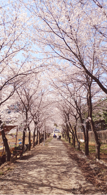 plant,식물,flower,꽃,blossom,벚꽃,벚꽃나무,벚꽃길,봄,cherryblossom,cherrytree,cherryblossomroad,spring