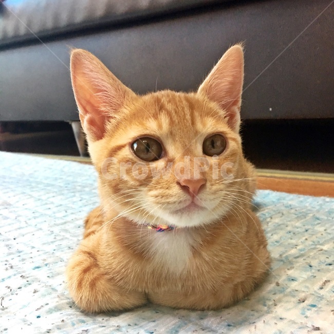 고양이,잠자는고양이,코리아숏헤어,코숏,식빵자세,노란고양이,치즈코숏,캣초딩,아깽이,길고양이,cat,반려묘,반려동물,animal,동물,animal,포유류,mammal,고양이,cat,kitten,kitty