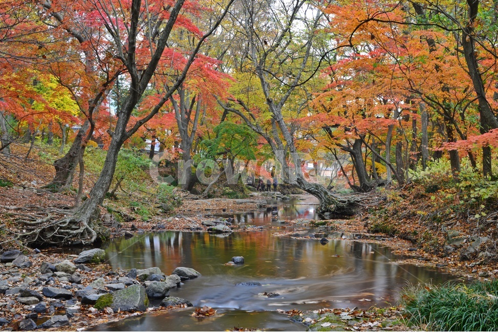 tree,나무,plant,식물,maple,leaf,잎,water,물,nature,자연,outdoors,옥외,고창,선운사,선운사가을,도솔천,가을,계절,추색,만추,단풍,반영,가을,계절,fall,autumn,season