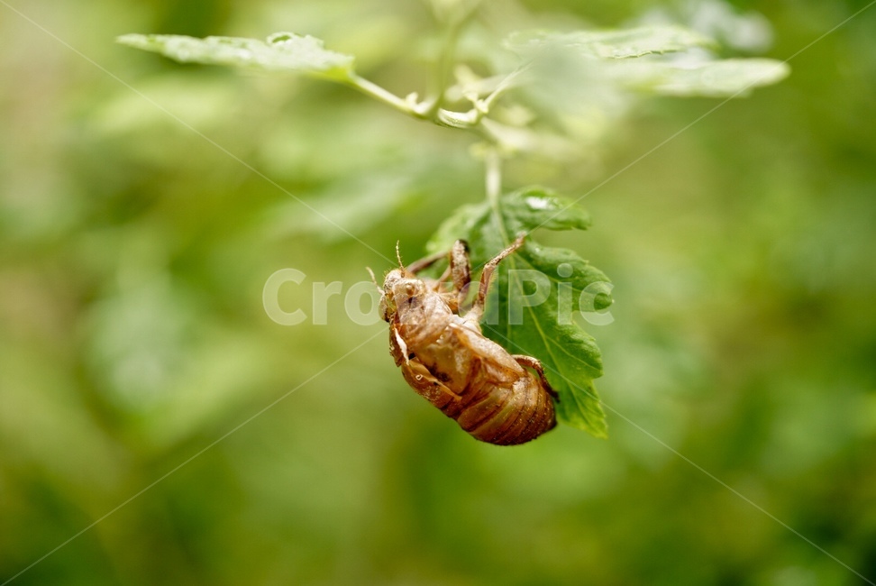매미,곤충,탈각,껍질,여름,summer,season,곤충,벌레,insect,bug