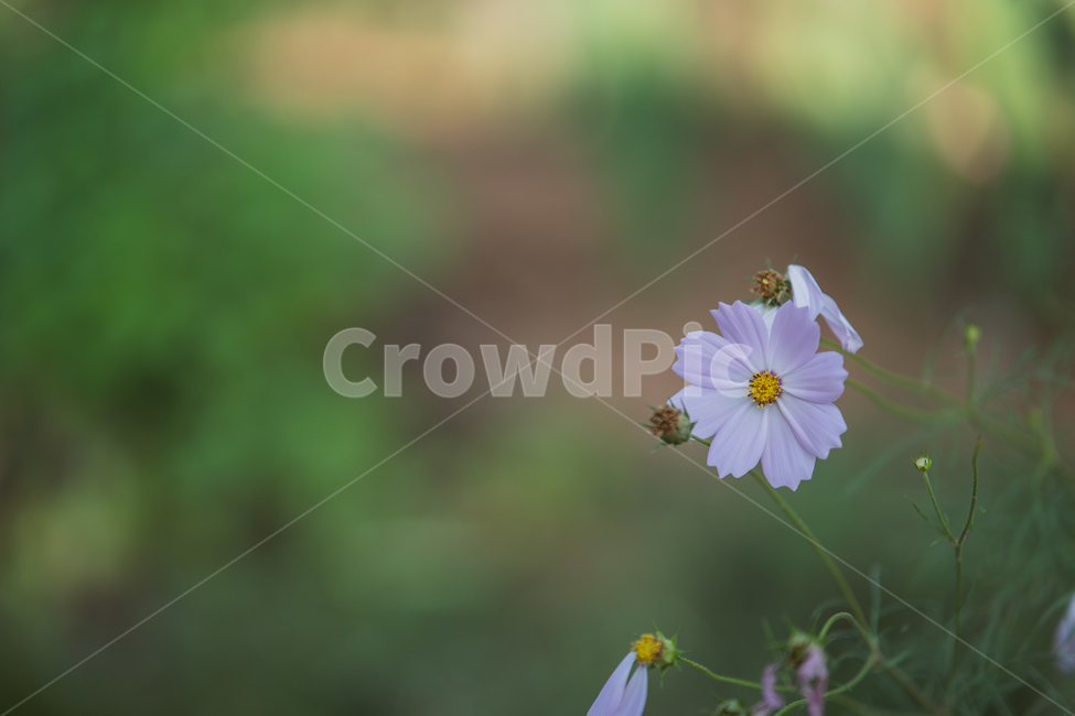 flowers,plant,botanical,꽃,식물,식물,자연,plants,nature,꽃,flower