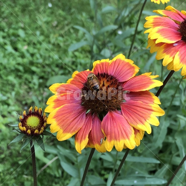 꽃,식물,벌,곤충,노랑,주황,초록,flower,plants,bee,insect,yellow,orange,green,hana,shokubutsu,hachi,konchuu,kiiro,orenziiro,midori,자연,nature,식물,자연,plants,nature,꽃,flower,동물,animal,곤충,벌레,insect,bug