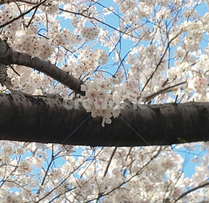 벚꽃,봄,꽃,만개,꽃송이,봄,계절,spring,season,plant,식물,flower,blossom,cherry blossom