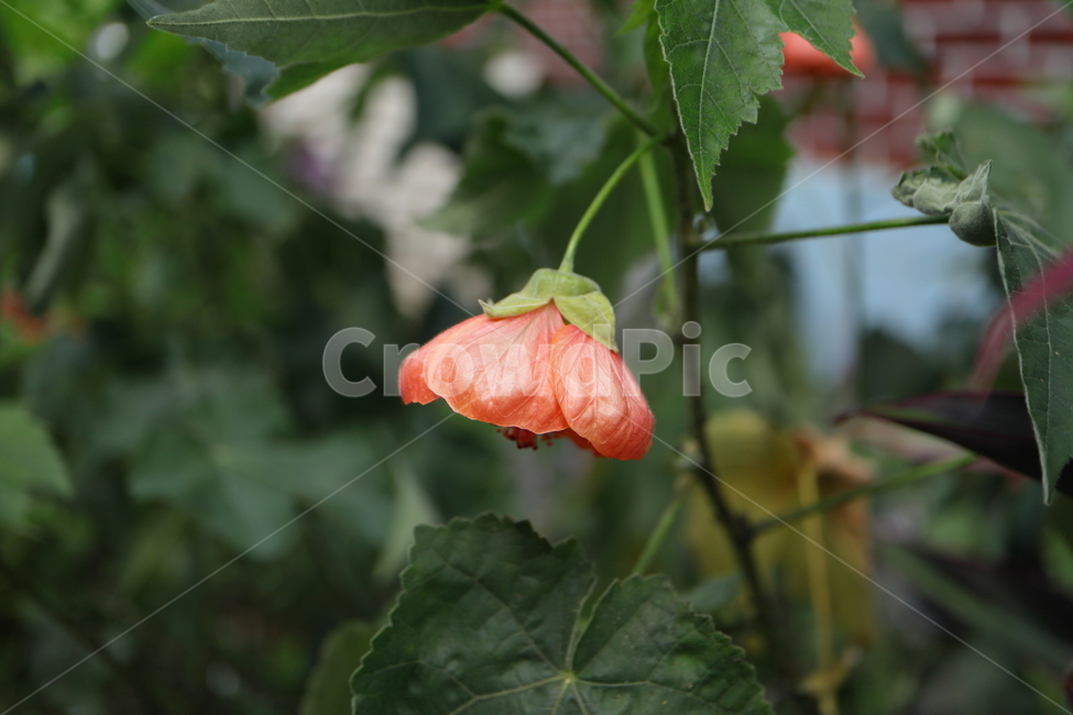 plant,식물,flower,꽃,blossom,아부틸론,아부틸론벨라,아부틸론픽텀,abutilonbella,abutilonpictum,brazilabutilon,브라질아부틸론,차이니스랜턴,chineselantern,아부틸론히브리둠,abutilonxhybridum