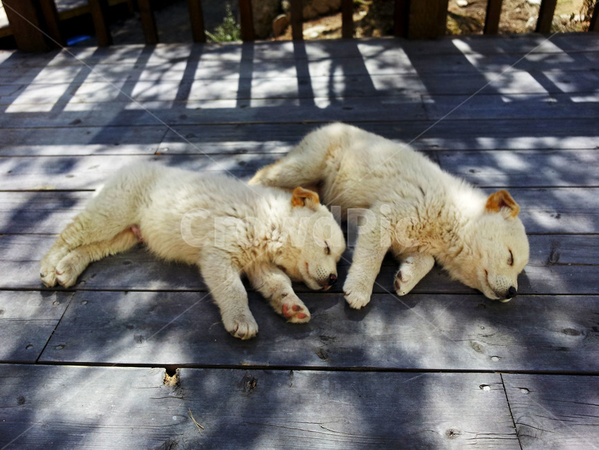강아지,시골개,진돗개,멍멍이,개,댕댕이,새끼,낮잠,쌍둥이,동물,animal,포유류,mammal,개,강아지,dog,doggy