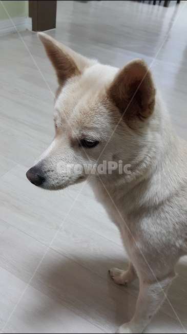 애완견,강아지,dog,petdog,진도개,pet,jindodog,koeradog,한국개,펫독,동물,animal,포유류,mammal,개,강아지,dog,doggy