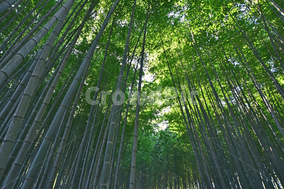 monocot plant,bamboo forest,green,evergreen,rectitude,bamboo,rice tree,background,plant,bamboo leaves,Drawing department,Straight