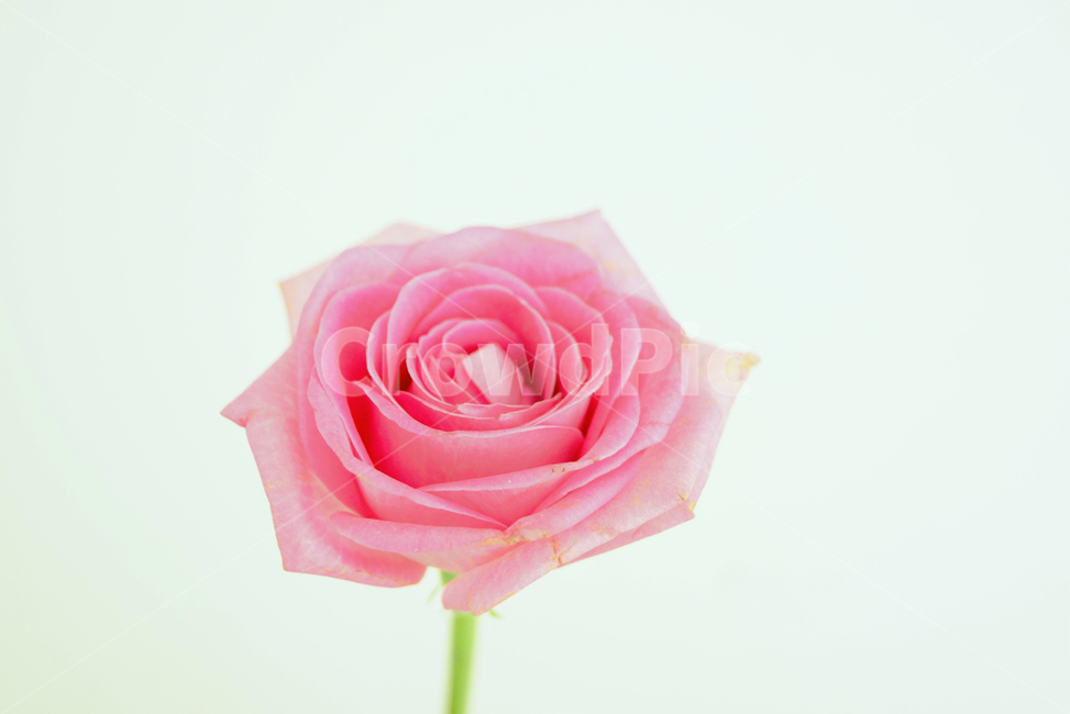 rose,장미,flower,꽃,plant,blossom,식물