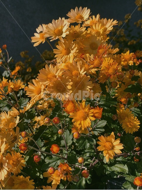 leaf,잎,plant,식물,국화,감국,꽃,flower,식물,자연,plants,nature