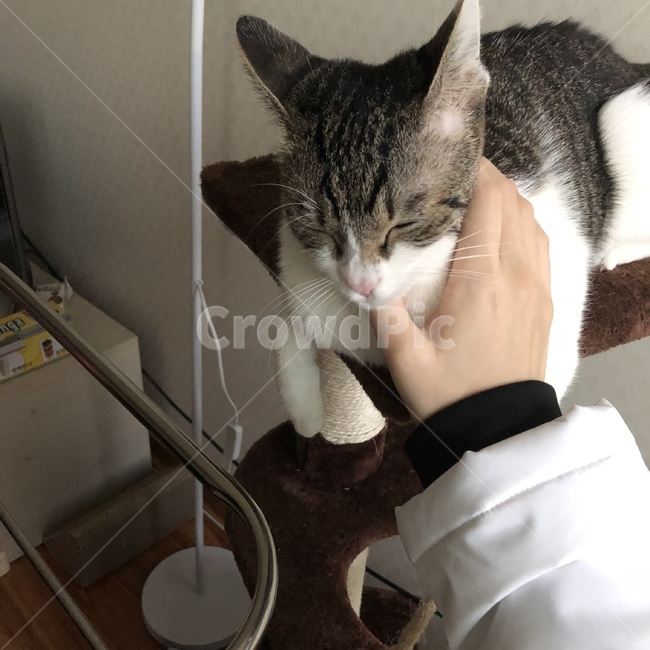 고양이,냥이,야옹이,동물,고등어태비,코리안숏헤어,코숏,아기고양이,동물,animal,고양이,cat,kitten,kitty