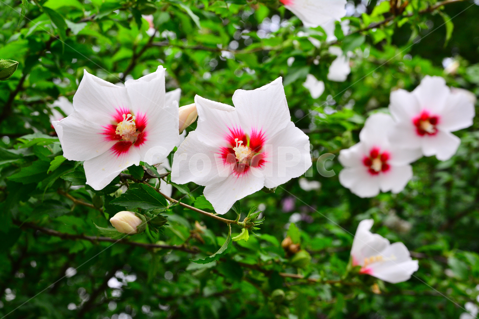 무궁화,나라꽃,꽃,우리꽃,국화,분홍색,핑크색,배경,바탕,백그라운드,flowers,korean,mugunghwa,roseofsharon,hibiscus,식물,나무꽃,아름다움,꽃송이,꽃잎,잎사귀,우리나라꽃,nationalflower,background,plant,blossom,한국적