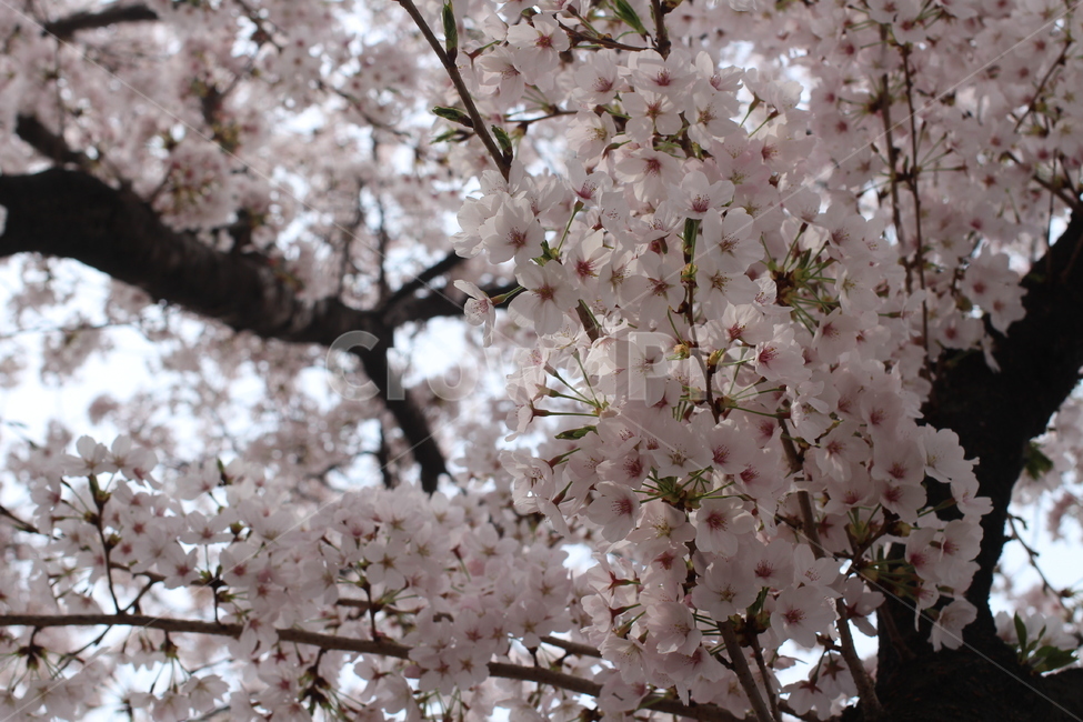 벚꽃,무거동벚꽃축제,벚꽃축제,복개천벚꽃,복개천벚꽃축제,봄,계절,spring,season,식물,자연,plants,nature,꽃,flower,plant,blossom