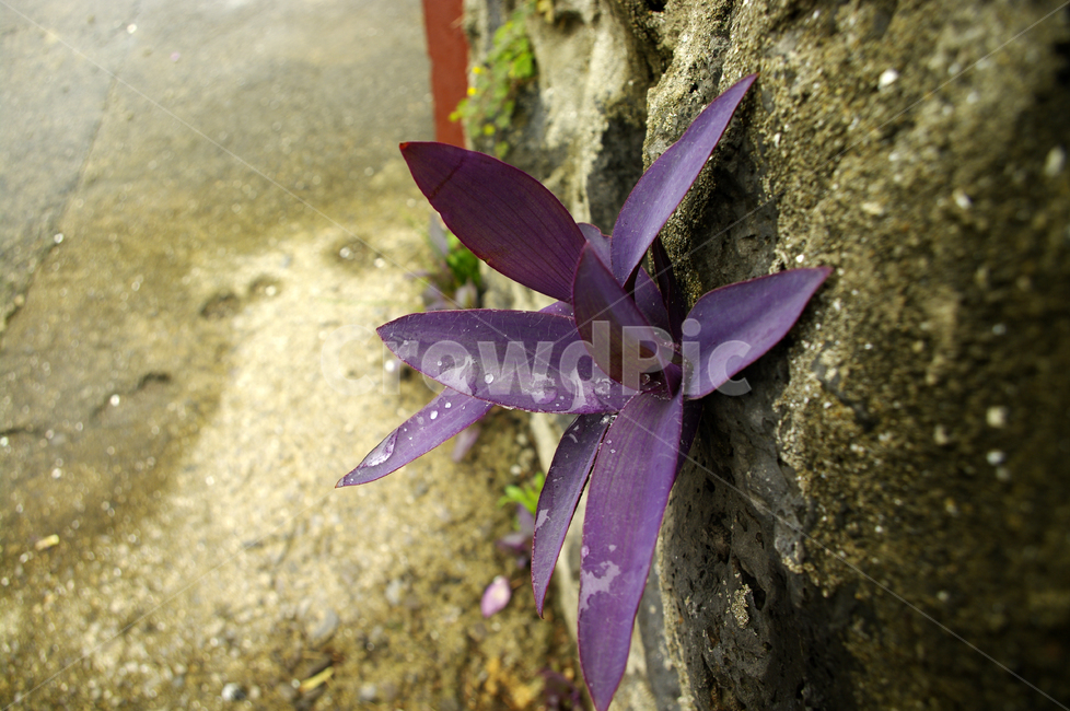 풀,잡초,바위,식물,plant,식물,자연,plants,nature,꽃,flower