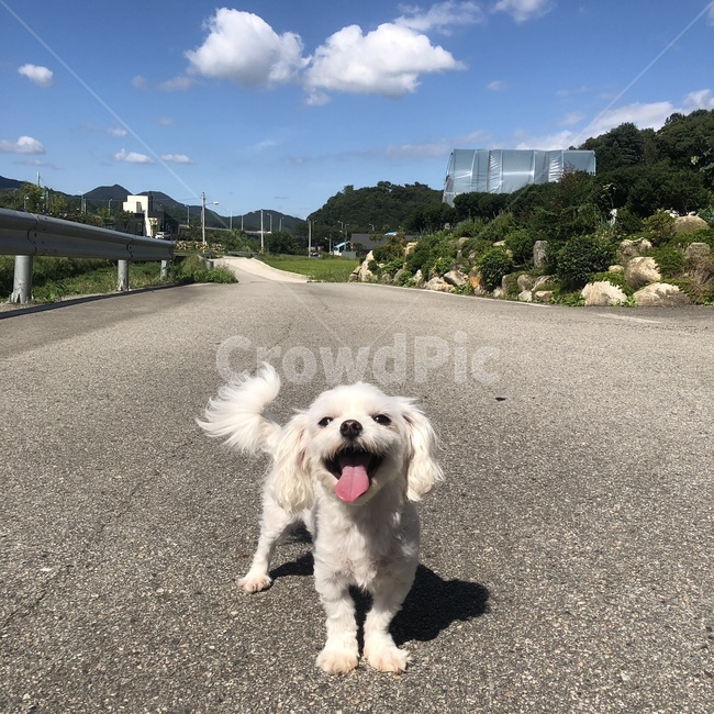 강아지,애완동물,개,말티즈,소형견,강아지화보,강아지웃음,강아지미소,tarmac,asphalt,아스팔트