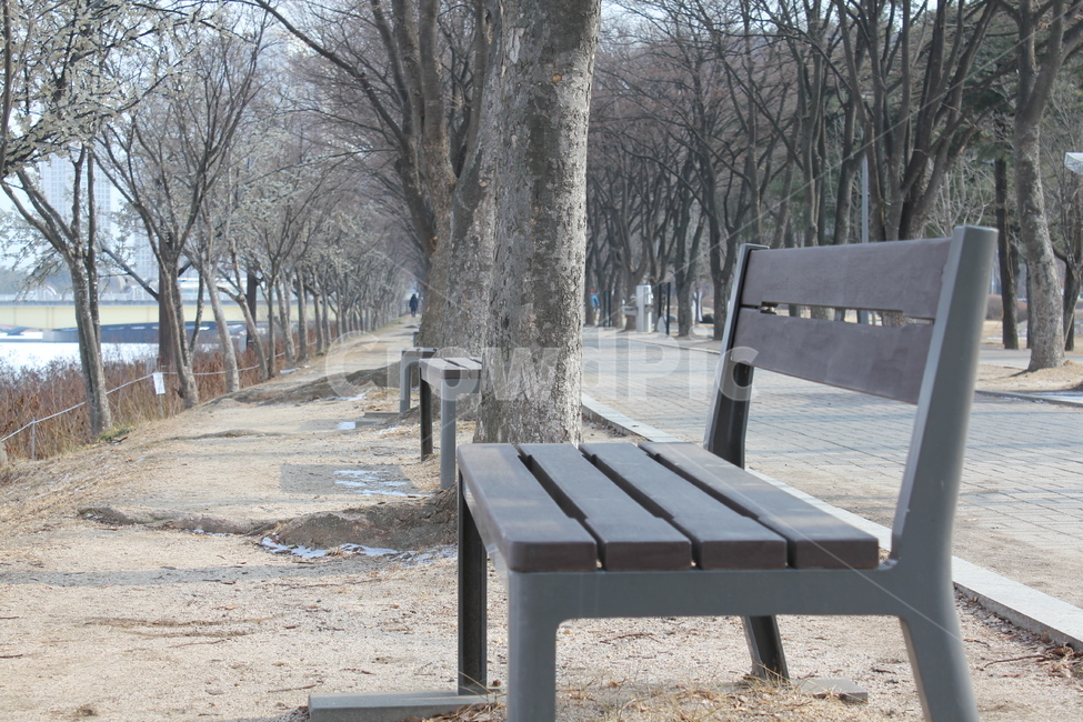 가로수,나무,공원,산책,산책로,풍경,자연,아름다움,휴식,겨울,계절,winter,season
