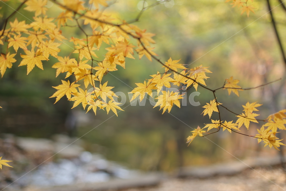 가을,가을풍경,단풍,노란단풍,단풍나무,자연,산,fall,가을,계절,fall,autumn,season,식물,자연,plants,nature,plant,leaf,잎,tree,나무