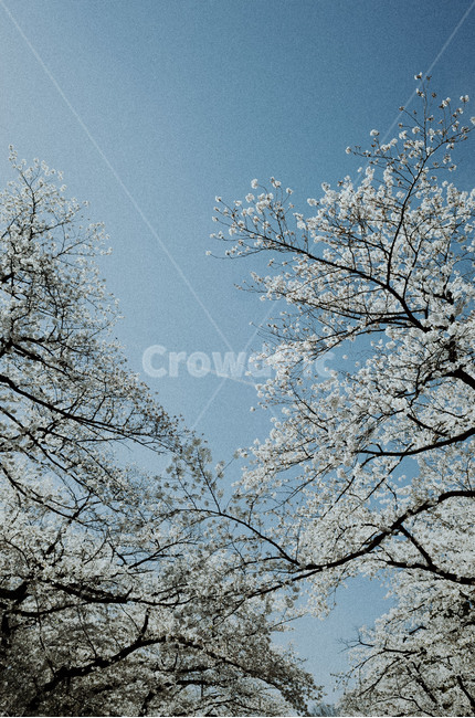 벚꽃,cherryblossom,풍경,landscape,나무,tree,벚꽃나무,봄,spring,봄,계절,spring,season,식물,자연,plants,nature,꽃,flower,plant