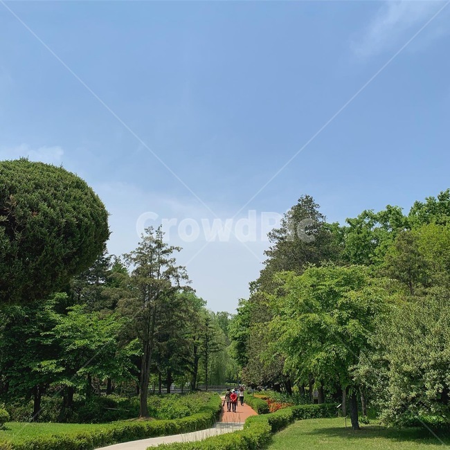 summer,여름,green,grass,잔디,plant,식물,landscape,topiary,토피어리