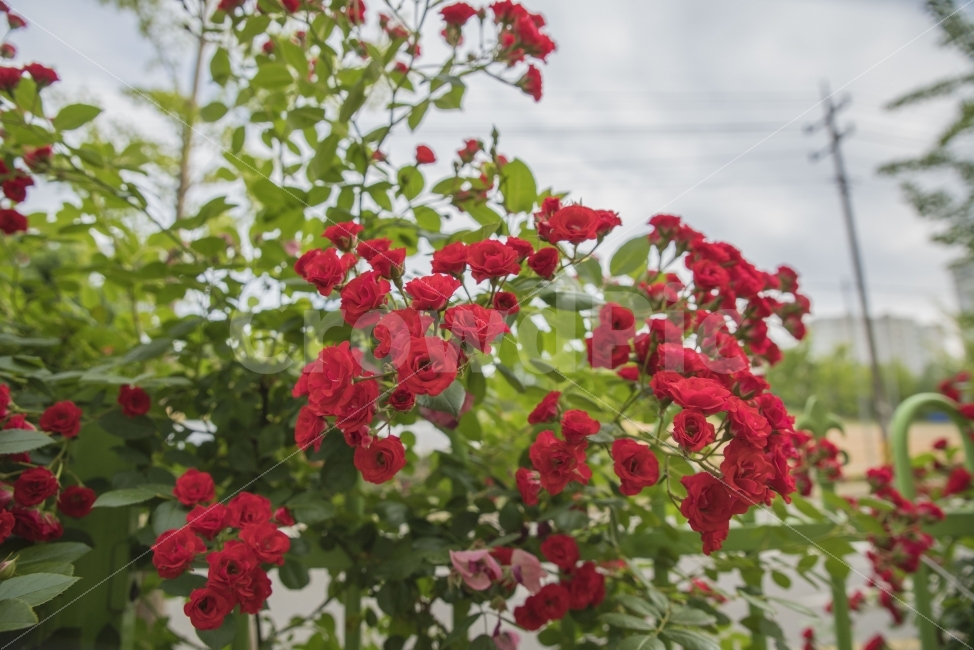 꽃,장미,붉은꽃,붉은장미,빨강,식물,자연,plants,nature,꽃,flower