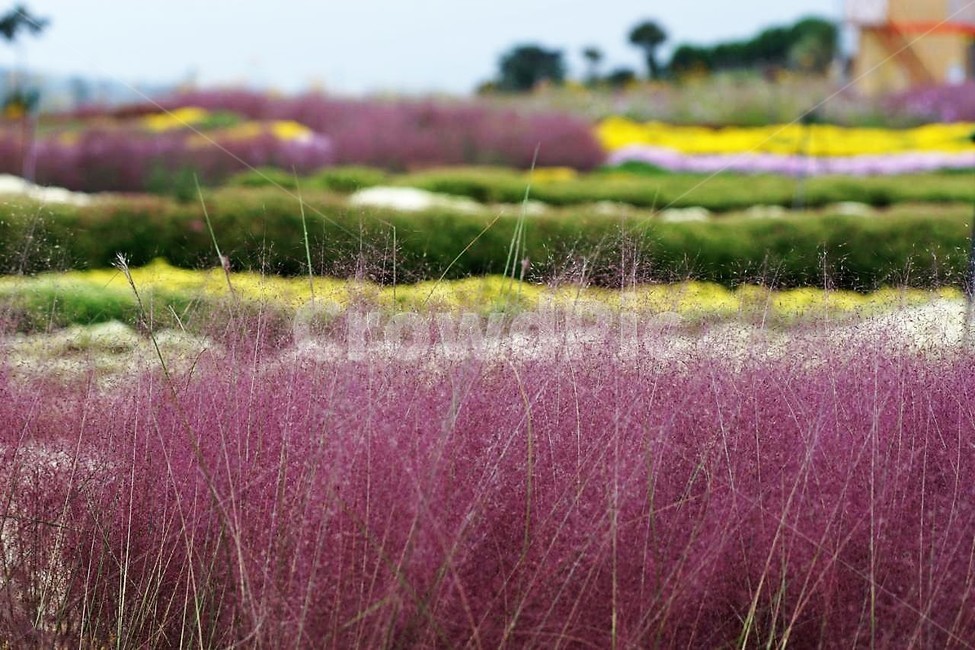 가을,핑크뮬리,자연,식물,하늘,초록색,풍경,감성,서정,nature,season,autumn,fall,white,green,pink,yellow,가을,계절,fall,autumn,season,식물,자연,plants,nature