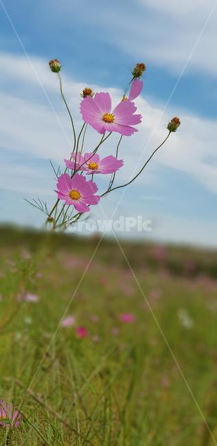 가을,코스모스,꽃,식물,자연,계절,붉은색,핑크,순수,감성,cosmos,red,pink,fall,nature,autumn,green,white,하늘,구름,sky,가을,계절,fall,autumn,season,식물,자연,plants,nature,꽃,flower,plant,blossom,petal,꽃잎