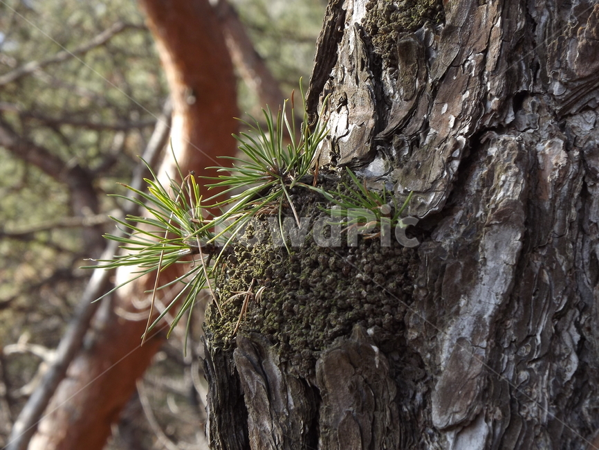 plant,식물,tree,나무,treetrunk,나무줄기