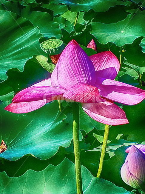 plant,꽃,blossom,식물,연꽃,lotus,식물,자연,plants,nature