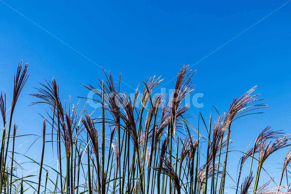 하늘공원억새,억새풀,억새,억새밭,억새풀밭,하늘공원억새풀,식물,자연,plants,nature